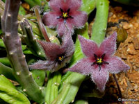 stapelia paniculata