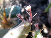 Senecio pendulus