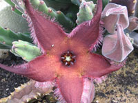 stapelia pillansii