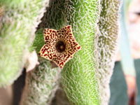 Stapelianthus pilosus