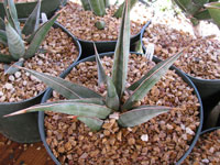 Sansevieria pinguicula