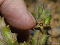 stapelia pulvinata