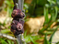 Stapelia rubiginosa