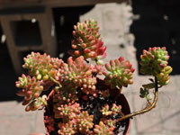 Sedum rubrotinctum