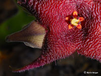 stapelia rufa