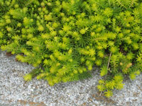 Sedum rupestre