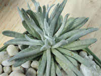 Senecio scaposus