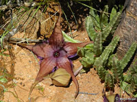 Stapelia schinzii