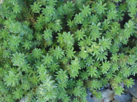 Sedum sexangulare