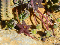 stapelia similis