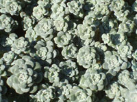 Sedum spathulifolium