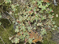 Sedum spathulifolium