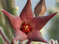 stapelia surrecta