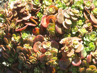 Sedum tetractinum