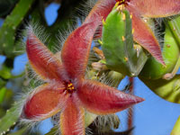 stapelia tsomoensis