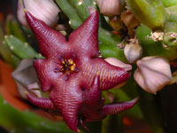 stapelia vetula