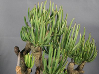 Tylecodon cacalioides