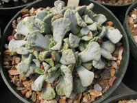 Titanopsis calcarea