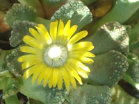 Titanopsis calcarea