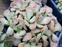 Titanopsis calcarea