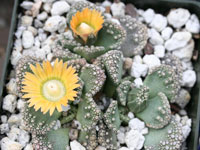 Titanopsis calcarea