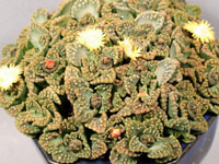 Titanopsis calcarea