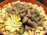 Titanopsis hugo-schlechteri