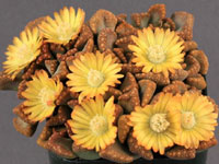 Titanopsis hugo-schlechteri