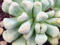 Titanopsis luederitzii