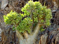 Tylecodon paniculatus