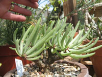 Tylecodon pearsonii