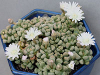 Titanopsis primosii