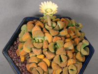 Titanopsis primosii