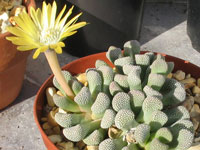 Titanopsis primosii