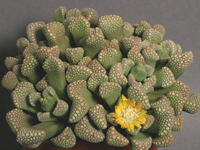 Titanopsis schwantesii
