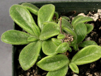 Tylecodon tuberosus