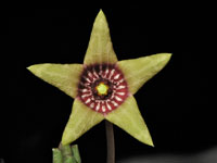Tridentea umdausensis
