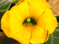 Uncarina roeoesliana