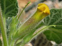 Uncarina roeoesliana