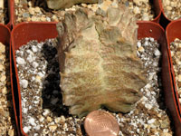 Whitesloanea crassa