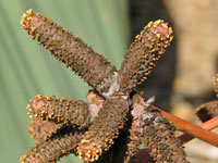 Welwitschia mirabilis