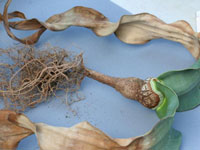 Welwitschia mirabilis