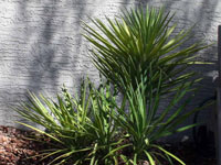 Yucca aloifolia