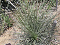 Yucca angustissima