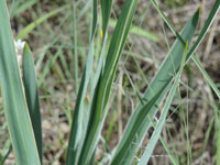 Yucca arkansana