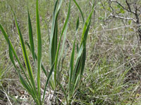 Yucca arkansana