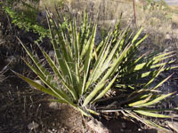 Yucca baccata