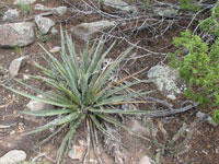 Yucca baccata