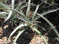 Yucca baccata