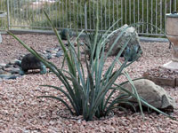 Yucca baccata